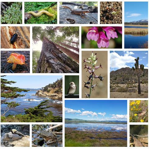 Collage of the flora found in California including flowering perennials, chaparral shrubs, trees, grasses, vines, and seasonal wild flowers